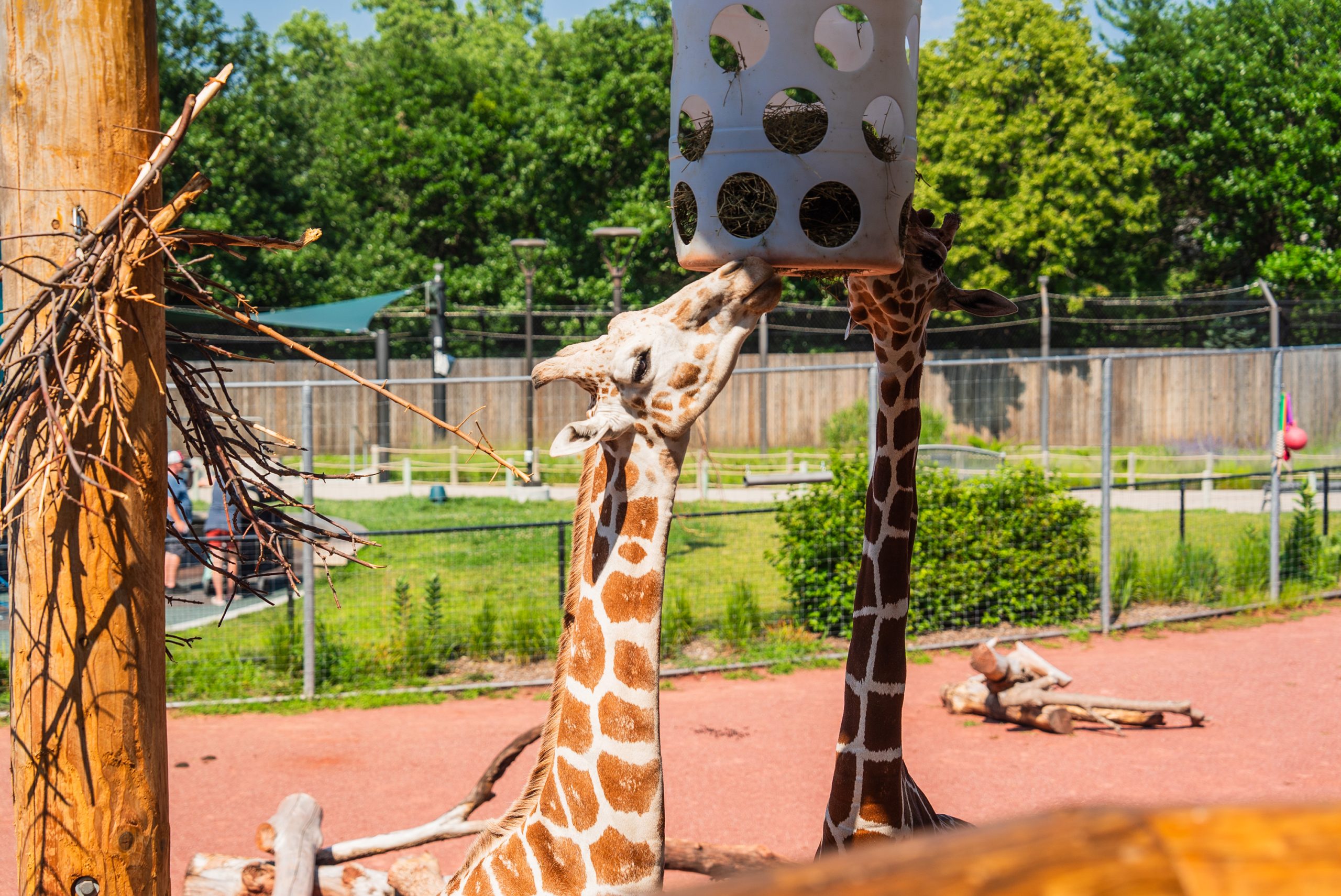 Giraffes eating hay out of a plastic feeder in an enclosure.