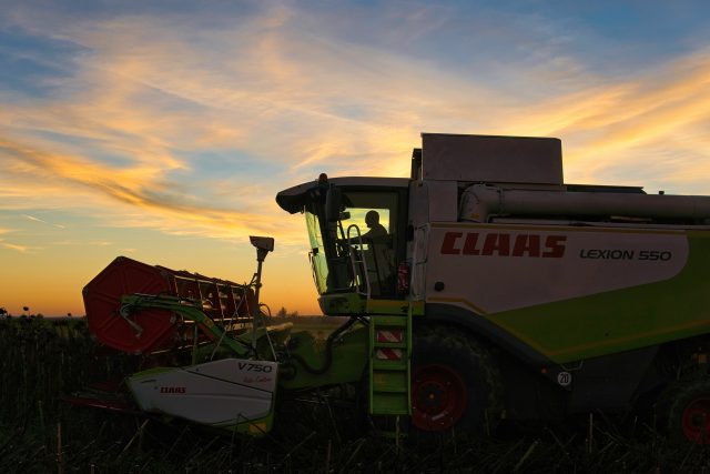 Claas harvester in the field harvesting sunflowers during sunset.