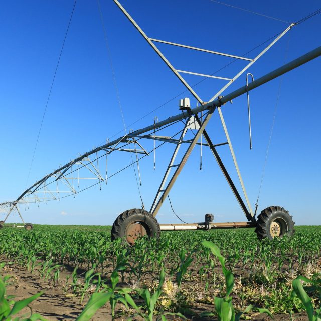 Crop Irrigation using the center pivot sprinkler system in a field of sprouts.