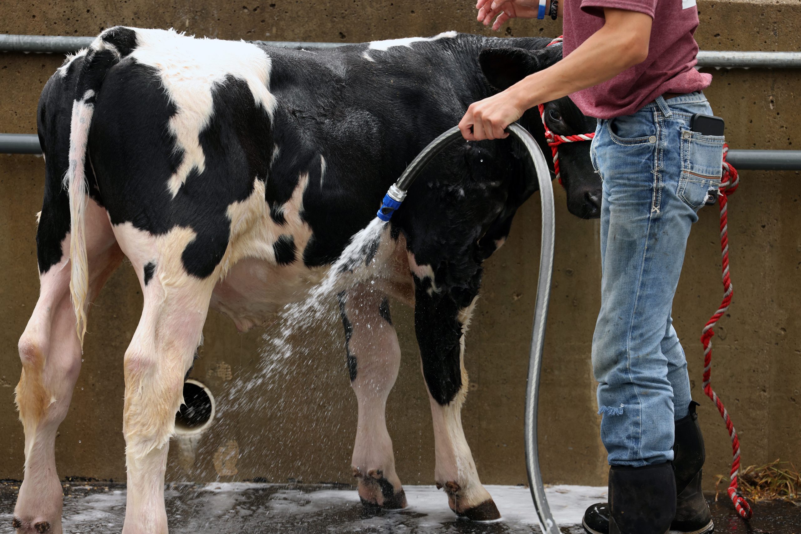 A calf being washed in preparation for the country fair.