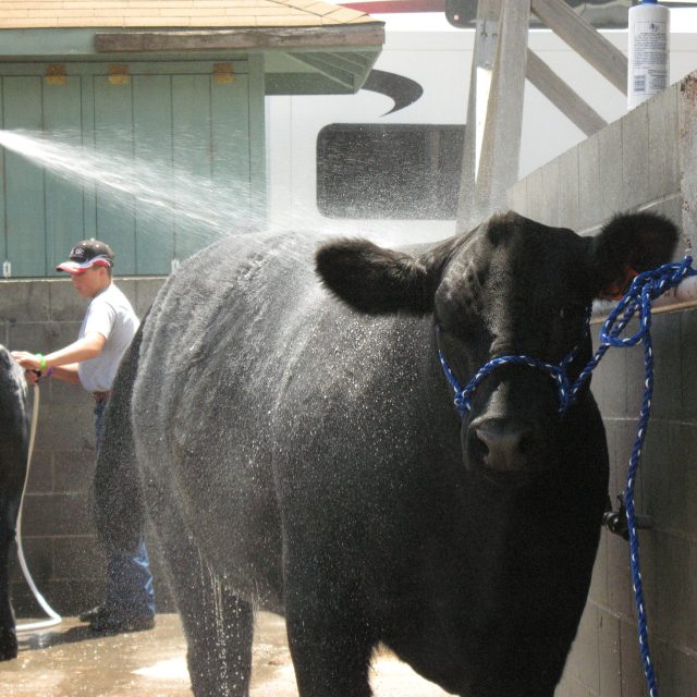 A black cow being washed with a hose.